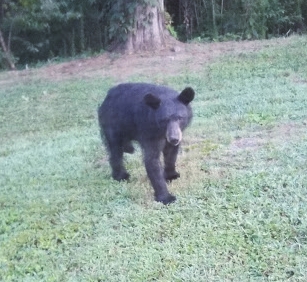 mama bear coming toward house