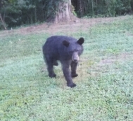 mama bear coming toward house