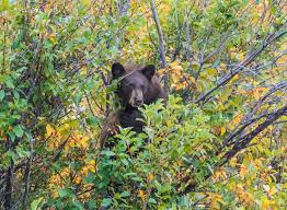 PD BlackBear Hhding in the tree