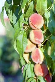 peaches